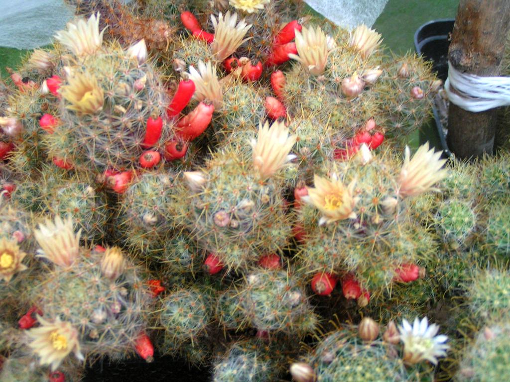 Mammillaria prolifera